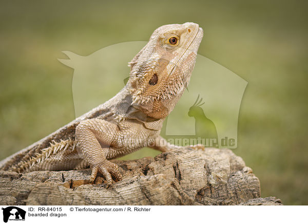 Bartagame / bearded dragon / RR-84015