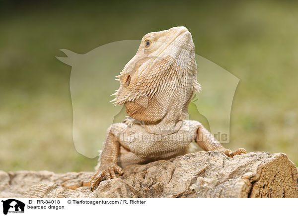bearded dragon / RR-84018