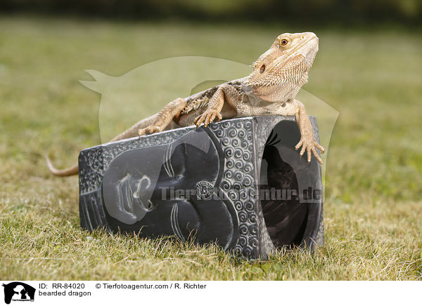 bearded dragon / RR-84020