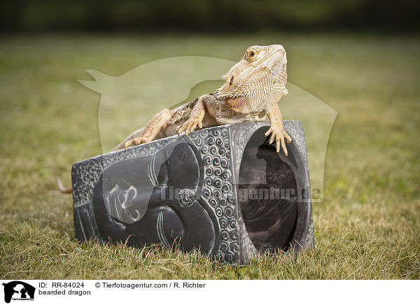 Bartagame / bearded dragon / RR-84024