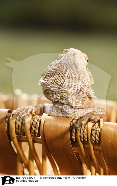 Bartagame / bearded dragon / RR-84027