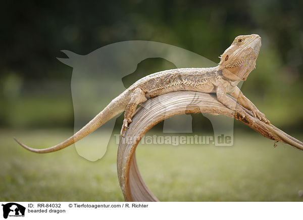 Bartagame / bearded dragon / RR-84032