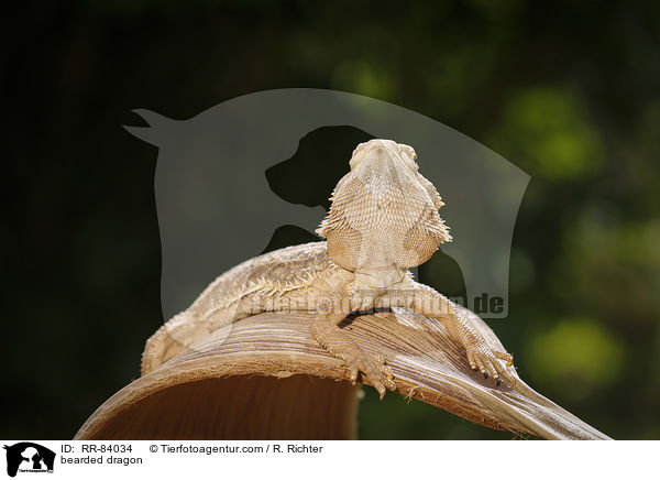 bearded dragon / RR-84034