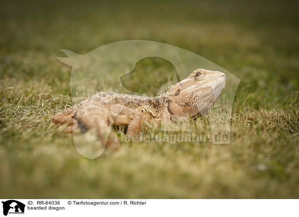 bearded dragon / RR-84036