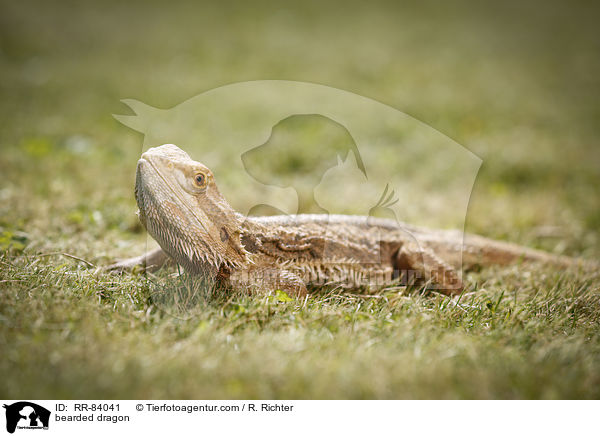 bearded dragon / RR-84041