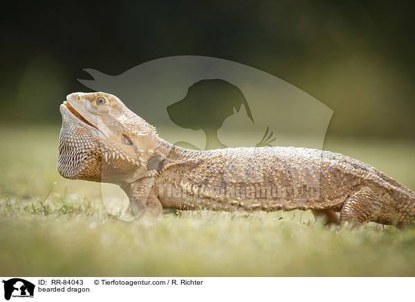 bearded dragon / RR-84043
