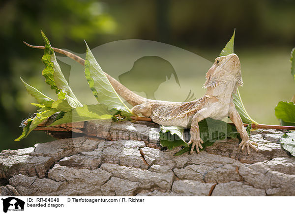 bearded dragon / RR-84048