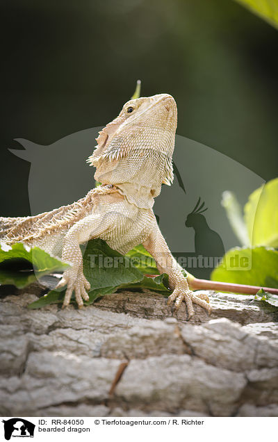 Bartagame / bearded dragon / RR-84050