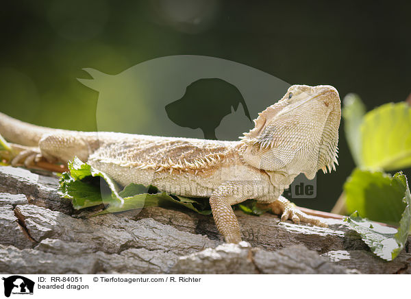 Bartagame / bearded dragon / RR-84051