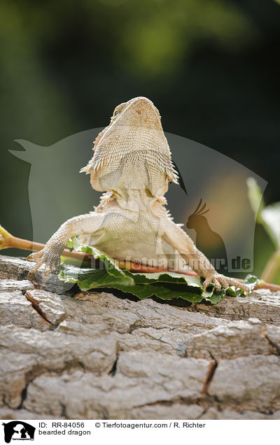 bearded dragon / RR-84056