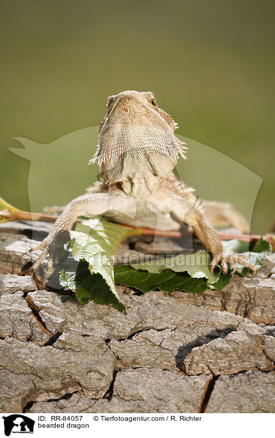 Bartagame / bearded dragon / RR-84057