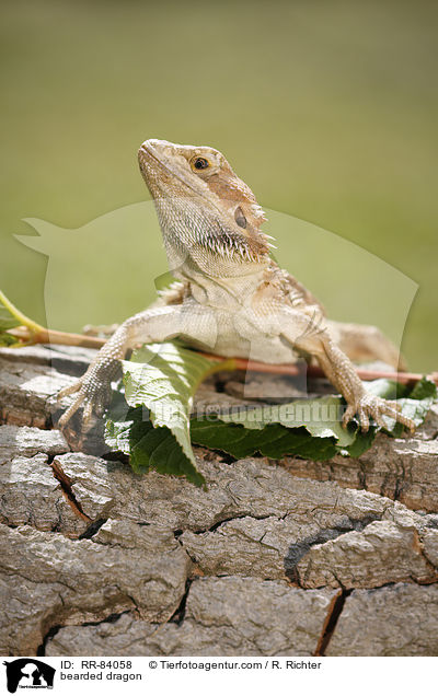 Bartagame / bearded dragon / RR-84058