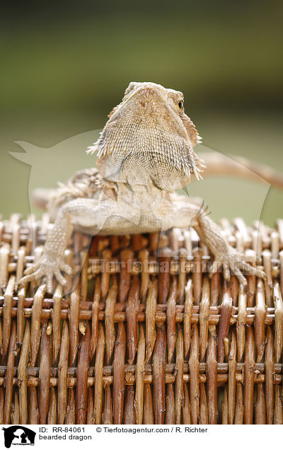 Bartagame / bearded dragon / RR-84061