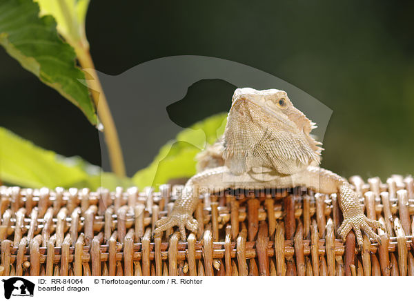 Bartagame / bearded dragon / RR-84064
