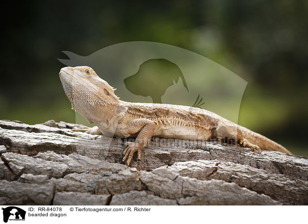 bearded dragon / RR-84078