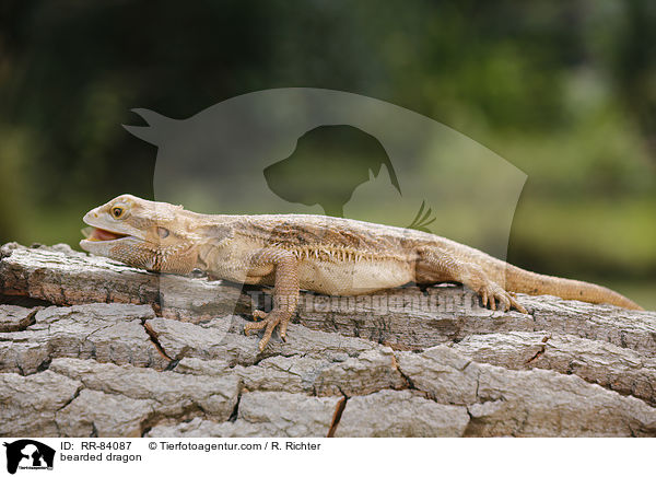 Bartagame / bearded dragon / RR-84087