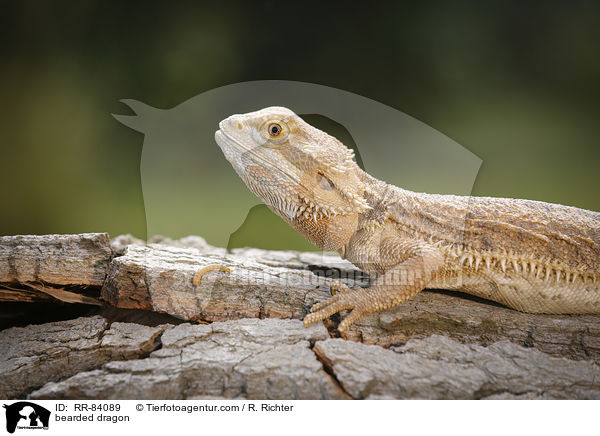 bearded dragon / RR-84089