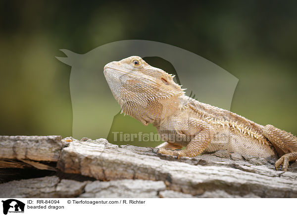 bearded dragon / RR-84094
