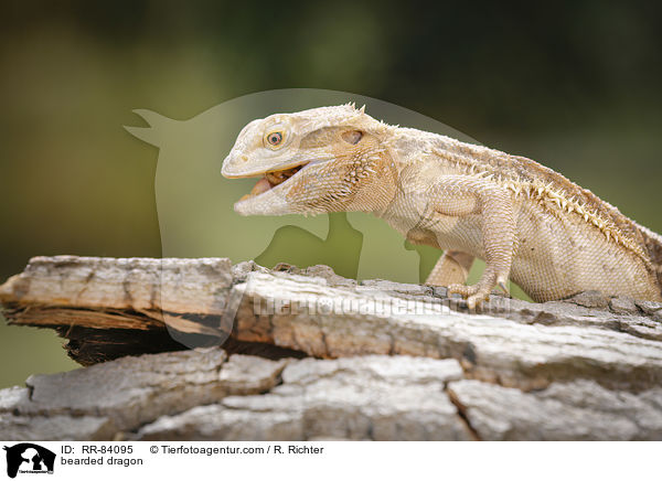 bearded dragon / RR-84095