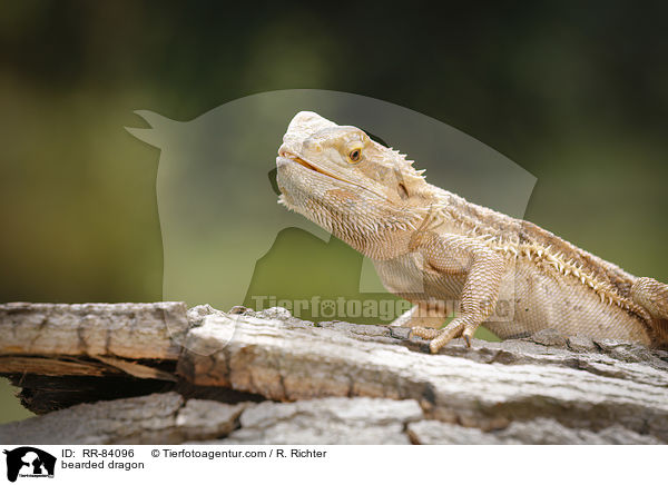 Bartagame / bearded dragon / RR-84096