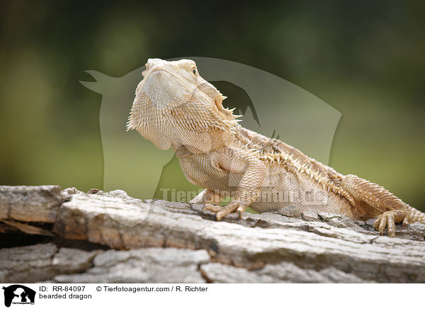 bearded dragon / RR-84097