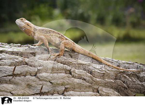 Bartagame / bearded dragon / RR-84098