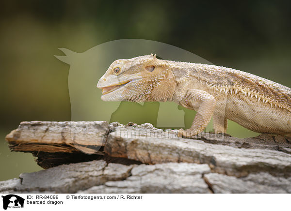 Bartagame / bearded dragon / RR-84099