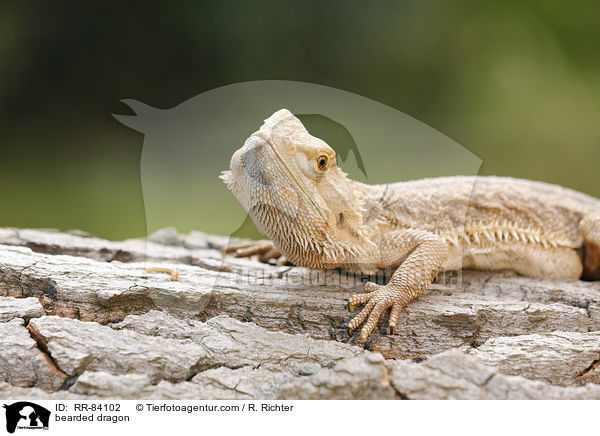 Bartagame / bearded dragon / RR-84102