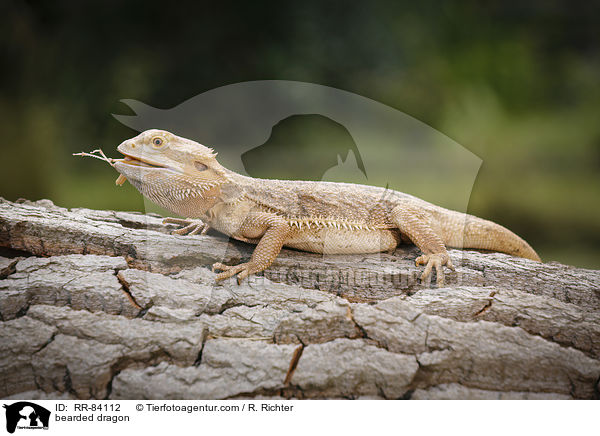 Bartagame / bearded dragon / RR-84112