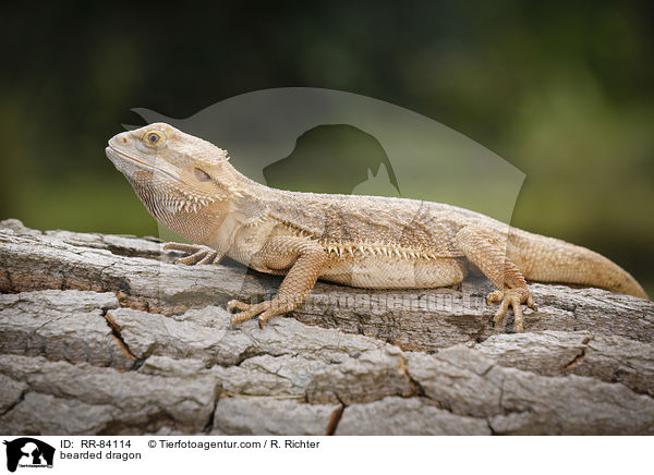 Bartagame / bearded dragon / RR-84114