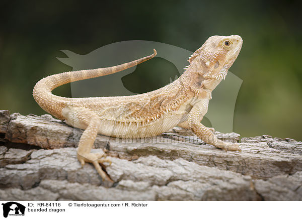 Bartagame / bearded dragon / RR-84116