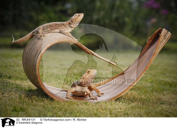 2 Bartagamen / 2 bearded dragons / RR-84131