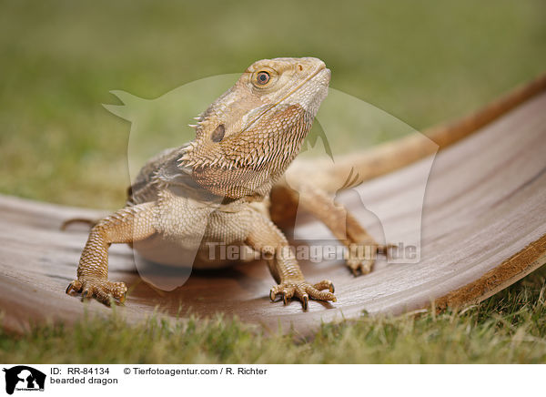 Bartagame / bearded dragon / RR-84134