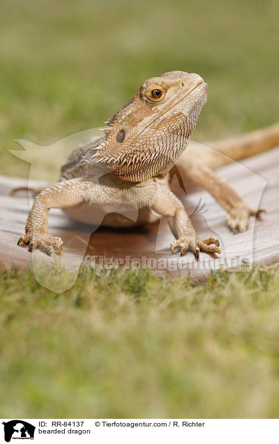 Bartagame / bearded dragon / RR-84137