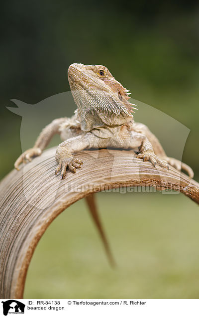 Bartagame / bearded dragon / RR-84138