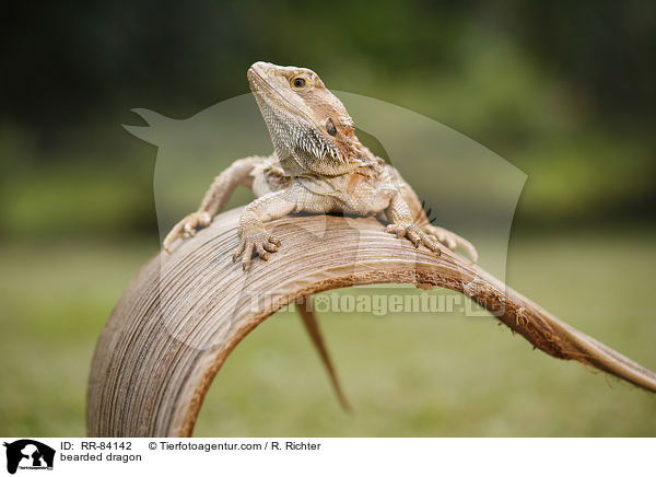 Bartagame / bearded dragon / RR-84142