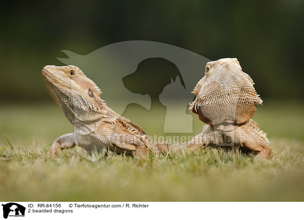 2 Bartagamen / 2 bearded dragons / RR-84156