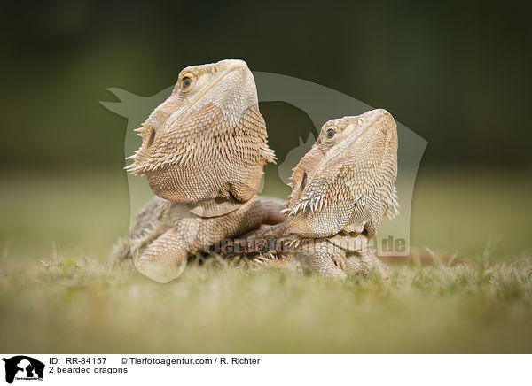 2 Bartagamen / 2 bearded dragons / RR-84157