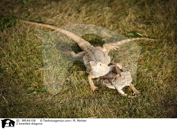 2 Bartagamen / 2 bearded dragons / RR-84158