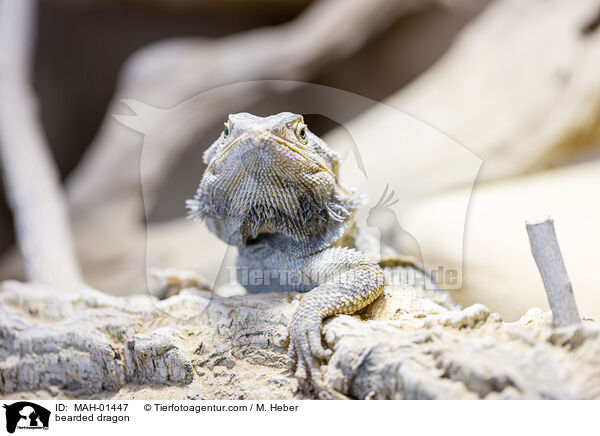 Bartagame / bearded dragon / MAH-01447