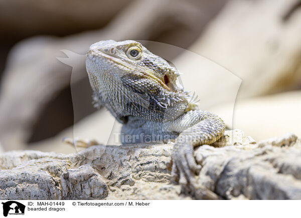 bearded dragon / MAH-01449