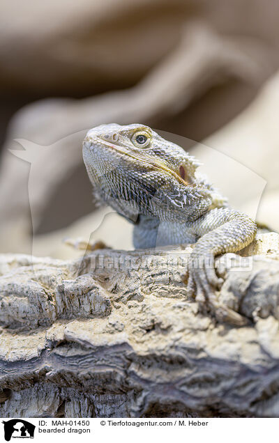 Bartagame / bearded dragon / MAH-01450