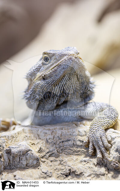 bearded dragon / MAH-01453