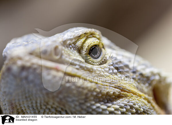 Bartagame / bearded dragon / MAH-01455