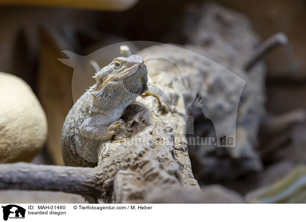 bearded dragon / MAH-01460