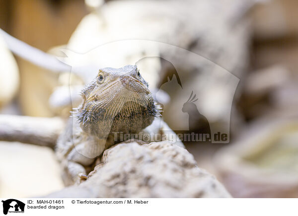 Bartagame / bearded dragon / MAH-01461