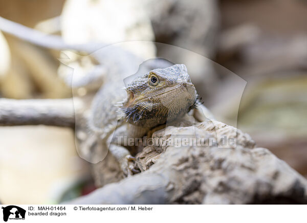 bearded dragon / MAH-01464