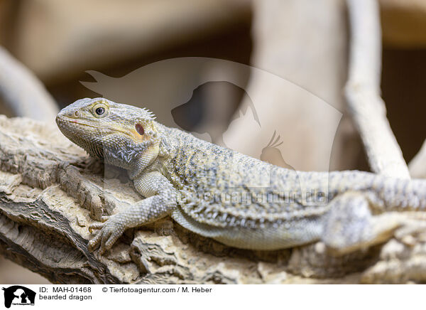 bearded dragon / MAH-01468