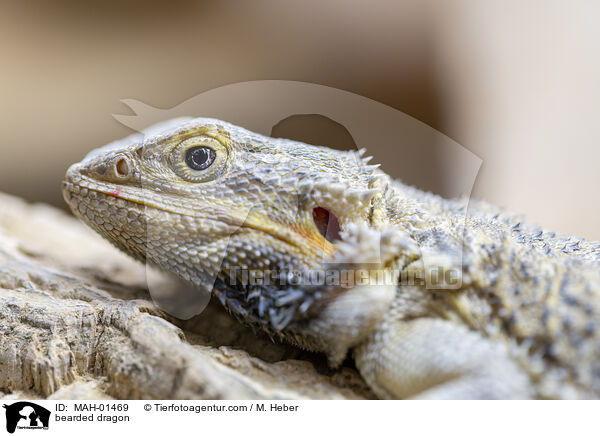 Bartagame / bearded dragon / MAH-01469