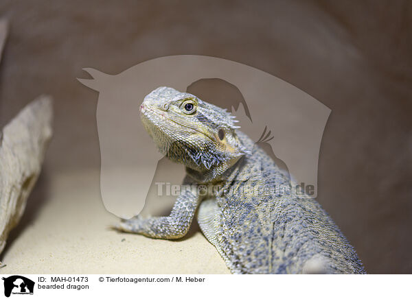 Bartagame / bearded dragon / MAH-01473